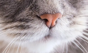 为什么猫咪鼻子好干啊怎么回事