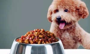 在家如何制做泰迪狗的狗粮视频