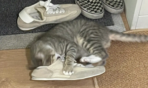 猫咪为什么喜欢睡鞋子