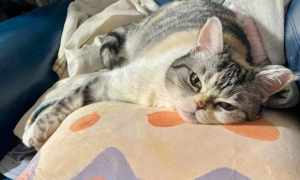 猫咪为什么踩软枕头睡觉呢