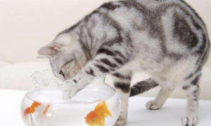 猫会抓鱼缸里的鱼吗