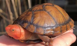 红面蛋龟价格2023