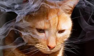 猫咪为什么讨厌烟味呢
