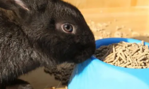 一个月兔子吃多少兔粮