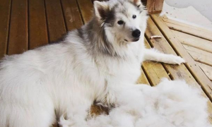 为什么狗狗冬天也掉毛