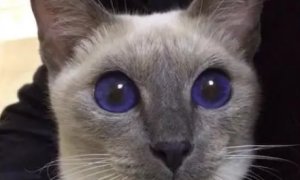 猫咪眼睛为什么红的发紫色
