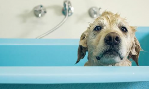 宠物狗多大可以洗澡