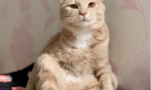 为什么猫咪喜欢靠边坐着