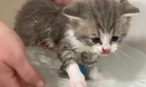 猫咪多大可以洗澡