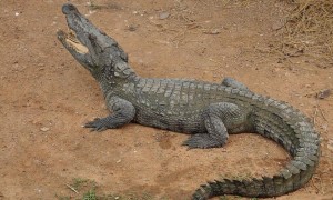 暹罗鳄鱼是哪里的品种
