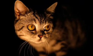 猫在黑夜里能看到东西吗