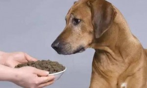 形容一个人是喂不熟的狗