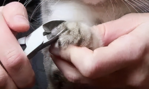 宠物猫剪指甲多少钱