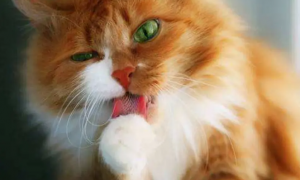 为什么猫咪舔嘴呢