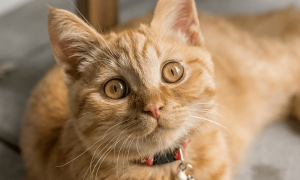 猫咪瞳孔变黄色正常吗