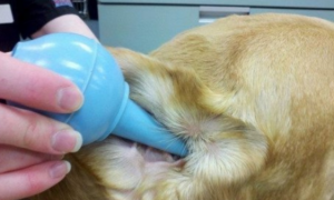 狗耳螨早期症状治疗