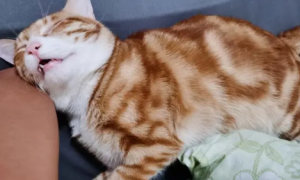 猫咪喜欢头悬空睡觉吗