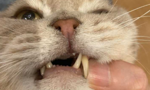 猫牙齿为什么会掉