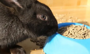 兔子是不是什么兔粮都吃