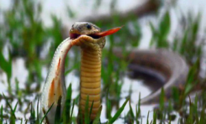 水蛇是几级保护动物
