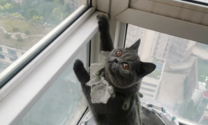 为什么猫咪喜欢爬窗子呢