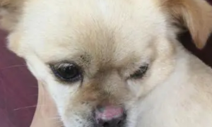 为什么狗狗的鼻子变色了呢