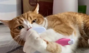 猫咪闭眼磨牙是为什么呢