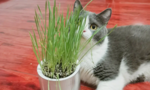 什么是猫草?