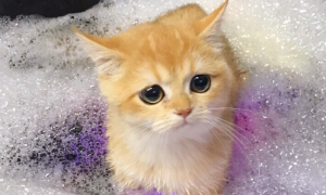 如何给宠物猫洗澡