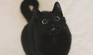 为什么猫咪的嘴皮是黑色