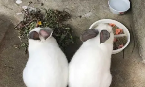 一斤兔子一天吃多少兔粮