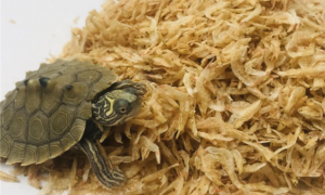 巴西小龟一次吃多少龟粮