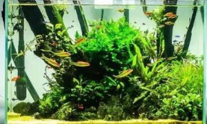 热带鱼缸水草怎么养
