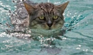 猫咪为什么不敢游泳呢