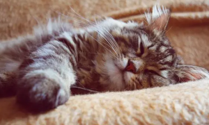 小猫咪睡觉会做梦吗
