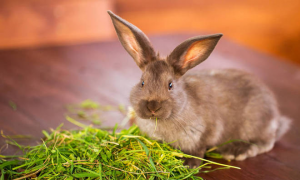 兔子吃的草粉