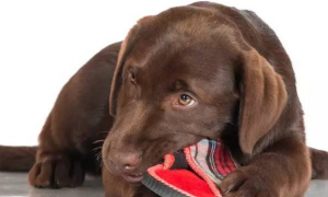 为什么狗狗咬鞋垫垫
