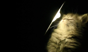 猫咪为什么自己开灯呢