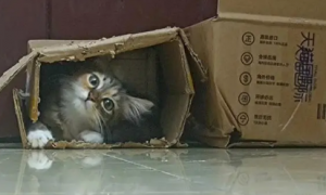 猫咪为什么能缩在小纸箱里面