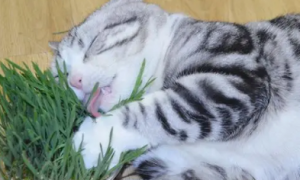 猫咪爱吃猫草吗