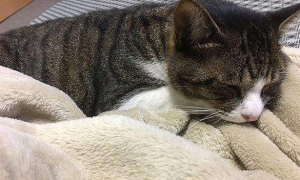 猫咪为什么喜欢舔毛毯