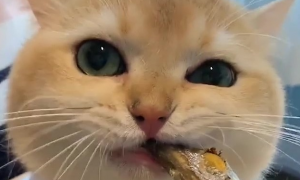 为什么猫咪不会吃小鱼干呢