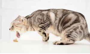 美国猫咪为什么会厌食呢