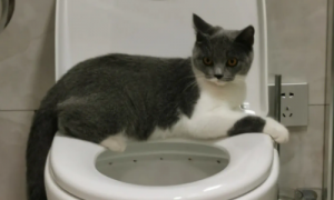 猫咪为什么总是喜欢趴厕所里