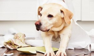为什么狗狗会有癌症的可能呢