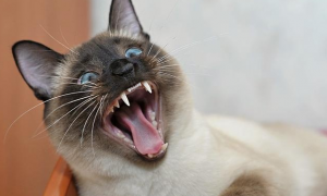 猫咪为什么在家很吵闹
