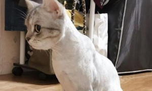 猫咪的身体为什么那么瘦呢