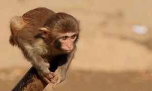 中国养婴猴合法吗