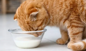 猫咪能吃酸奶吗