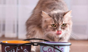 为什么猫咪爱偷食